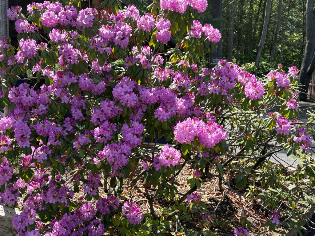 The longsuffering of our&nbsp;Lord