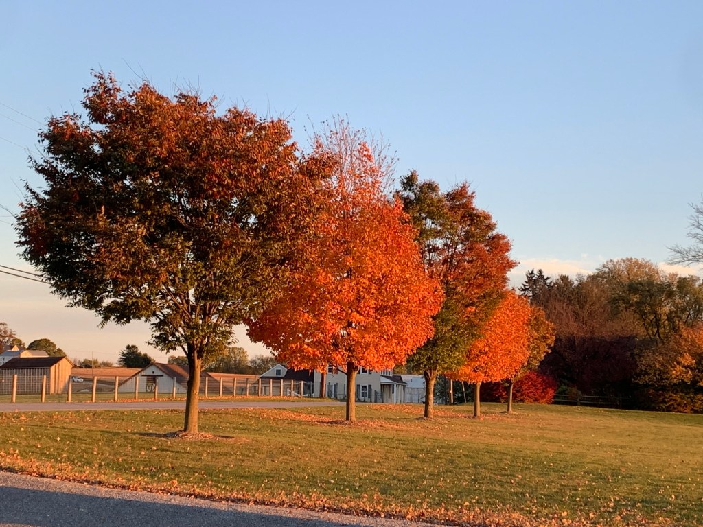 They shall walk up and down in His name