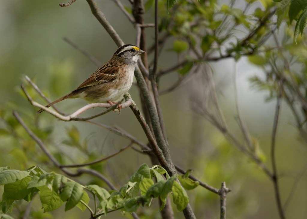 His mercy endureth for ever